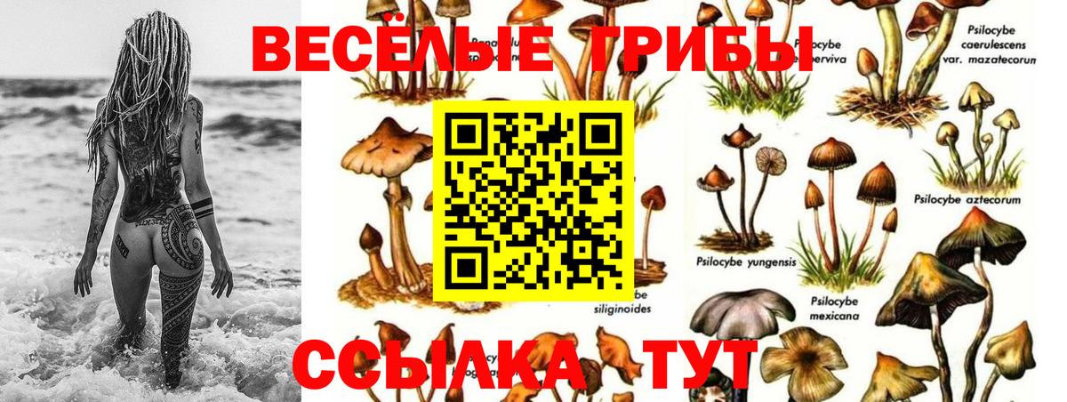 Унеча  Галлюциногенные грибы прущие грибы  Вход с VPN 